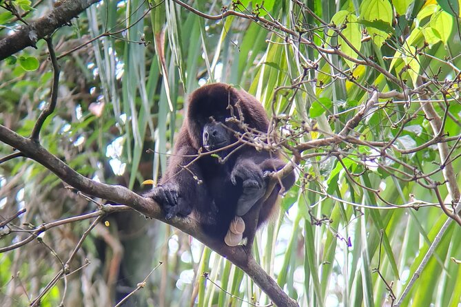 2-3-Hour Manuel Antonio Park Nature Guided Tour - Visitation Limit and Ticket Availability