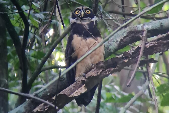 2-3-Hour Manuel Antonio Park Nature Guided Tour - Private Tour Advantages