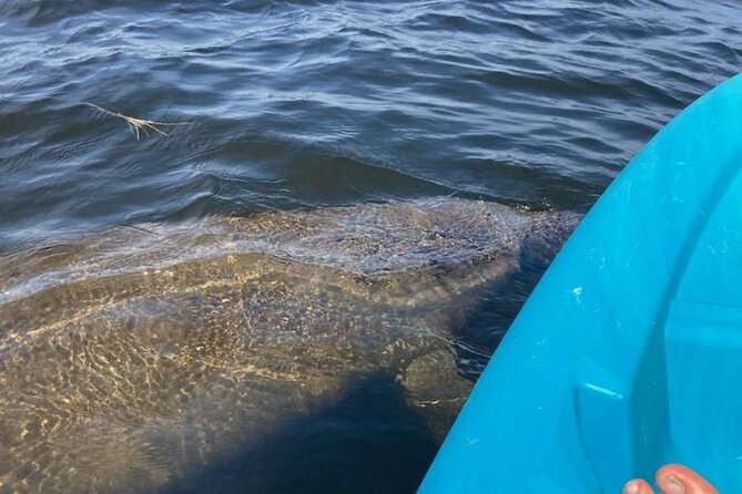 2.5 Hour Kayaking With Manatee and History Tour in Tarpon Springs - Highlights of the Tour