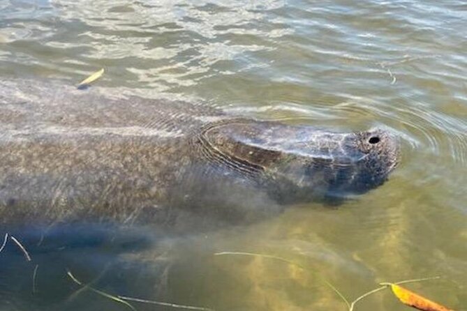 2.5 Hour Kayaking With Manatee and History Tour in Tarpon Springs - Combining Wildlife and History