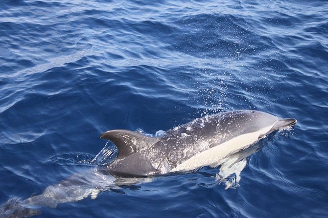 2.5-Hour Lanzarote Sunset Cruise From Marina Puerto Del Carmen - Inclusions and Exclusions