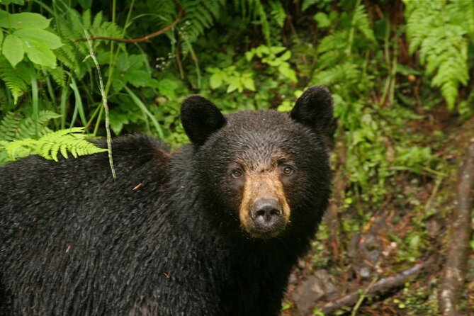 2.5 Hour Tour in Ketchikan on the Tongass Trolley - Price and Cancellation Policy