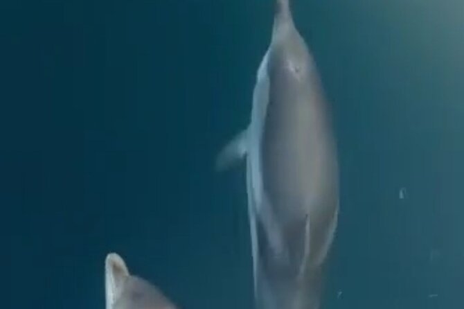 2.5 Hours Sunset Tour With Aperitif in Search of Dolphins - Inclusions