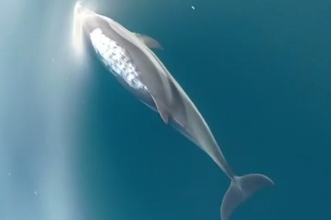 2.5 Hours Sunset Tour With Aperitif in Search of Dolphins - Reviews