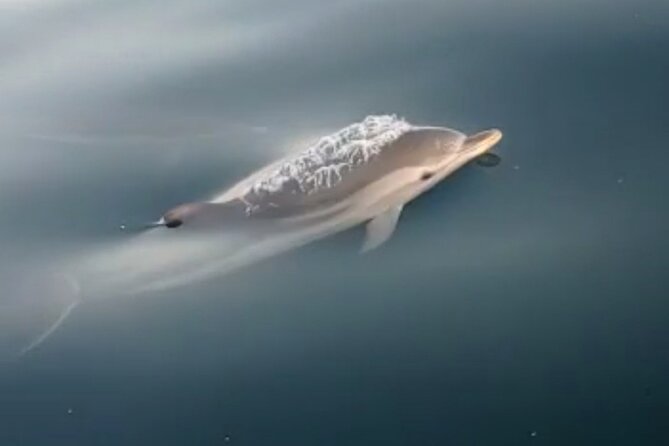 2.5 Hours Sunset Tour With Aperitif in Search of Dolphins - Preparing for the Tour