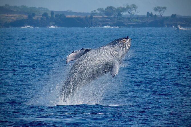 2.5 Hours Whale Watching On A 41 Super-Raft - Key Points
