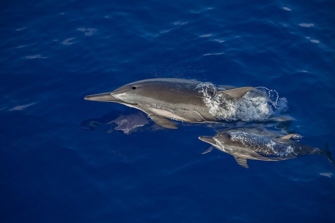 2.5 Hours Whale Watching On A 41 Super-Raft - Tour Operator Background