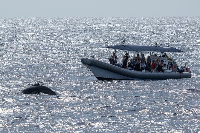2.5 Hours Whale Watching On A 41 Super-Raft - Booking and Cancellation Policy