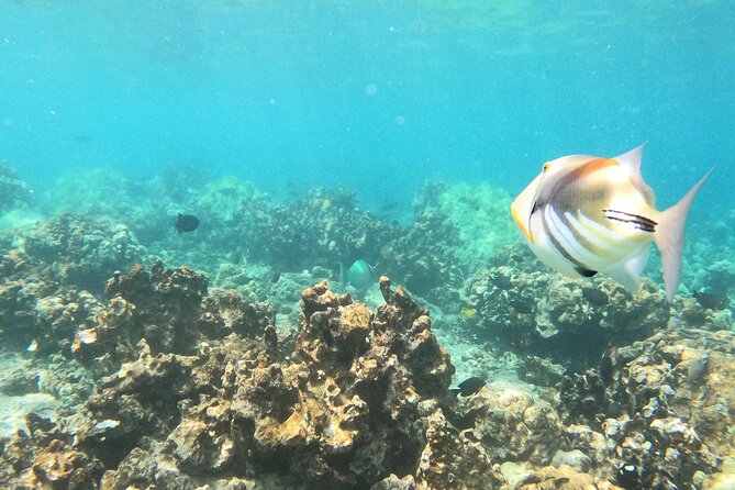 2.5 Hr Morning Snorkel Tour - Meeting and End Point