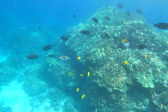 2.5 Hr Morning Snorkel Tour - Participant Requirements