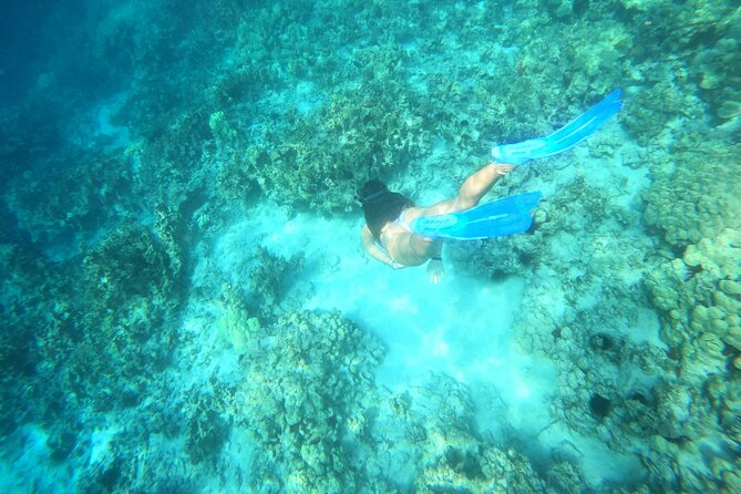 2.5 Hr Morning Snorkel Tour - Snorkel Equipment