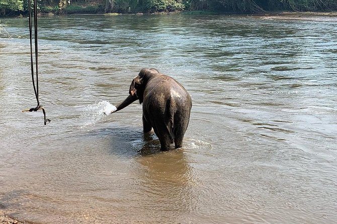 2 Day 1 Night Elephant World Kanchanaburi From Bangkok - Engaging With Elephants