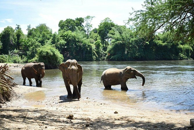 2 Day 1 Night Elephant World Kanchanaburi From Bangkok - Routines and Needs of Elephants