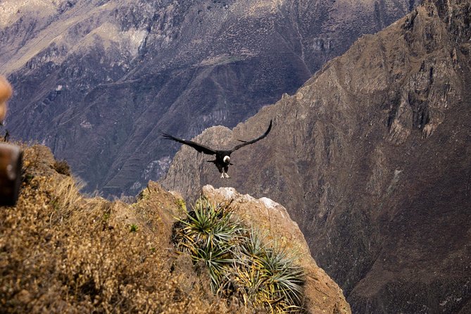 2 Day 1 Night Trek / Colca Canyon - Inclusions and Exclusions