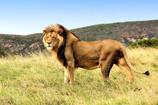 2 Day 4x4 Safaris Tour With South African Wildlife From Cape Town - Scenic Route 62