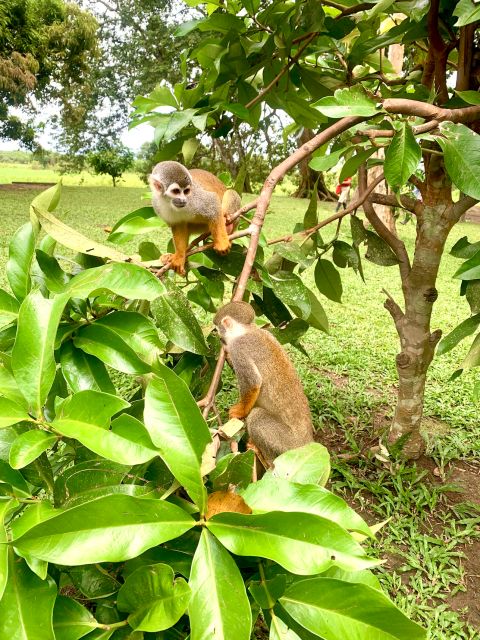 2-Day All Inclusive Guided Jungle Tour From Iquitos - Included Services