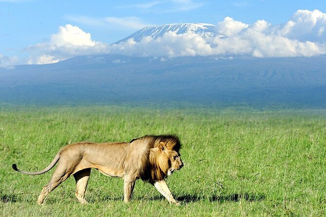 2-Day All Inclusive Safari to Amboseli National Park From Nairobi - Tour Overview