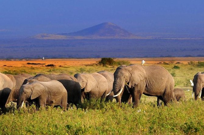2-Day Amboseli National Park Safari- Daily Departures - Tour Inclusions