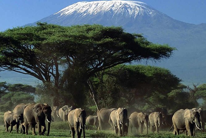 2-Day Amboseli National Park Safari- Daily Departures - Reviews and Ratings