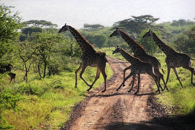 2-Day Amboseli National Park Safari- Daily Departures - Wildlife Viewing Opportunities