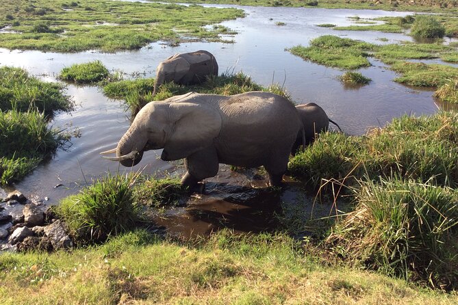 2-Day Amboseli Safari Witness Wildlife & Mt Kilimanjaro View - Booking and Cancellation