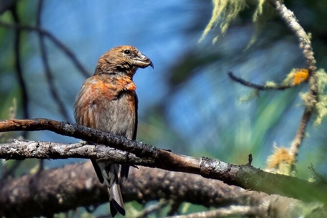 2-Day Bird Watching Tour in the Sierra De Bahoruco - Pickup and Accessibility