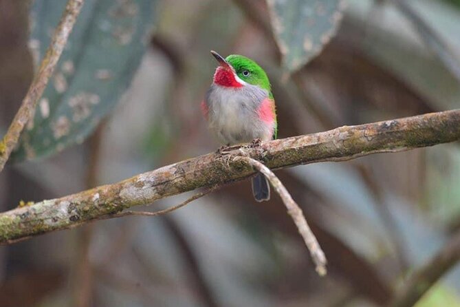 2-Day Bird Watching Tour in the Sierra De Bahoruco - Preparing for the Tour