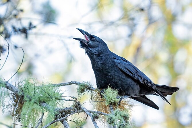 2-Day Bird Watching Tour in the Sierra De Bahoruco - Included in the Tour