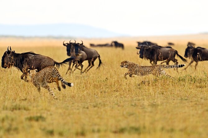 2 Day Budget Safari in Tarangire and Ngorongoro From Arusha - Meeting and Pickup