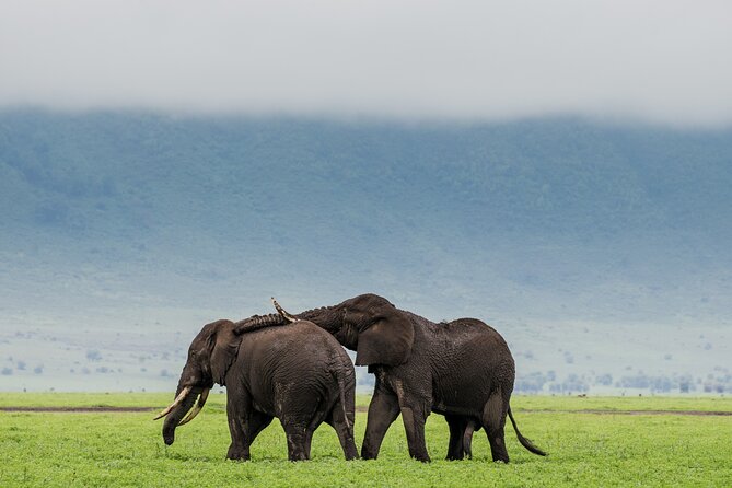 2 Day Budget Safari in Tarangire and Ngorongoro From Arusha - Tour Details