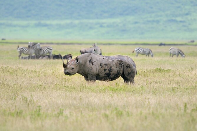 2 Day Budget Safari in Tarangire and Ngorongoro From Arusha - Tarangire National Park