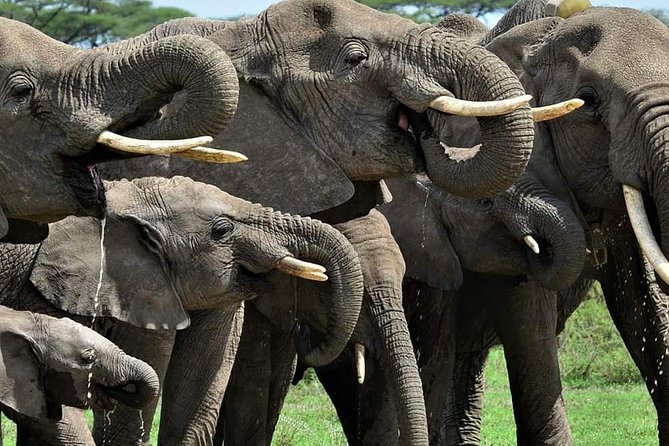 2 Day Camping 4x4 Safari: TARANGIRE & NGORONGORO CRATER - Destination Highlights