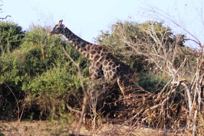 2-Day Camping Safari in Chobe National Park From Victoria Falls - Accessibility and Requirements