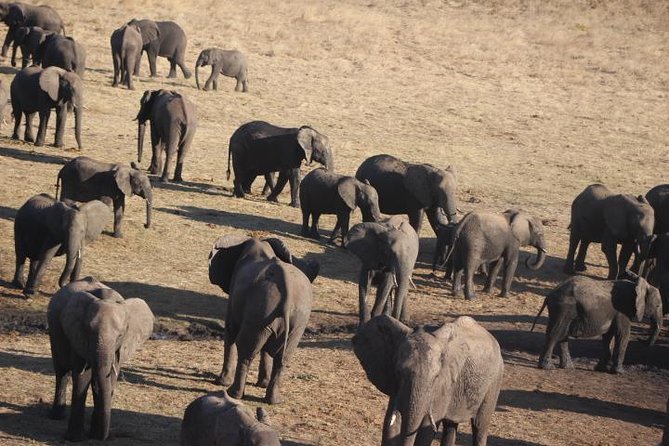 2-Day Camping Safari in Chobe National Park From Victoria Falls - Wildlife Sightings