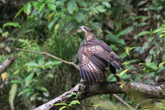 2-Day Camping Tour to Pacaya-Samiria National Park From Iquitos - Seamless Land and River Transportation