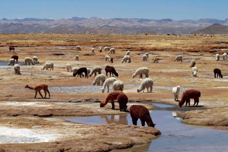 2-Day Colca Canyon Group Tour From Arequipa to Puno - Inclusions and Exclusions