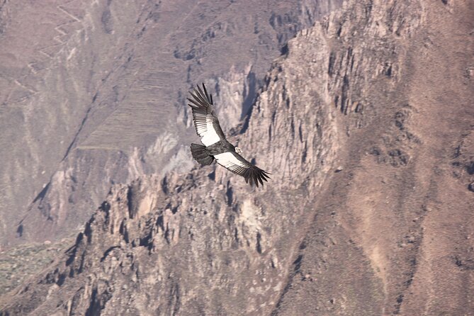 2 Day Colca Canyon, Vicuna Reserve and Condors From Arequipa - Additional Details