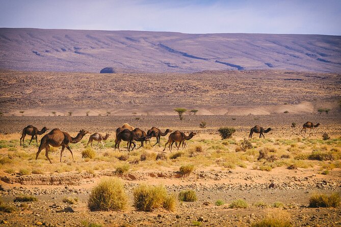 2-Day Desert Tour From Marrakech to Zagora Camel Treks & Luxury Camp - Luxury Camp Accommodations