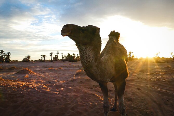 2 Day Desert Tour From Mhamid - Mhamid Exploration