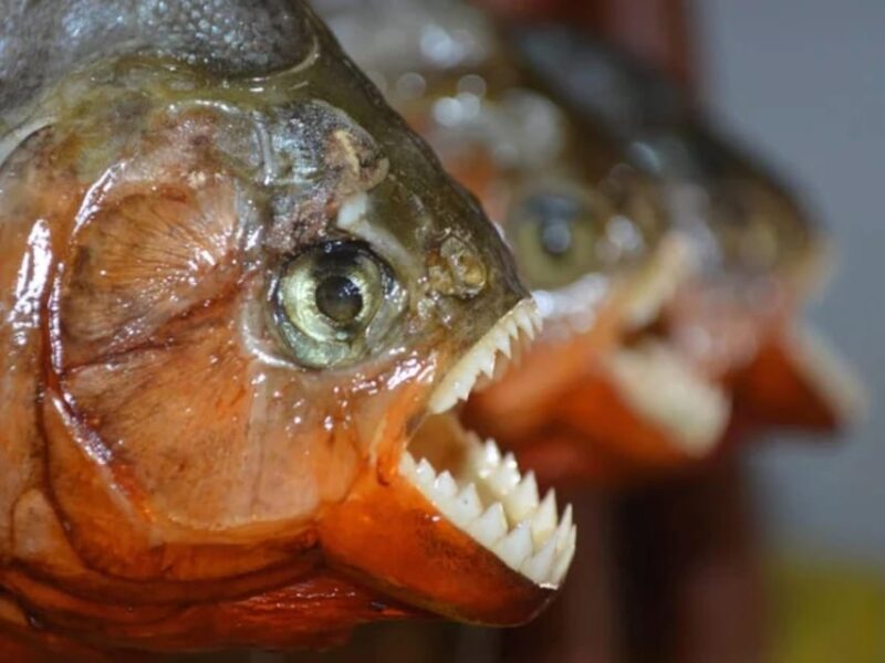 2-Day Excursion to the Magical Amazon - Excursion Overview and Pricing
