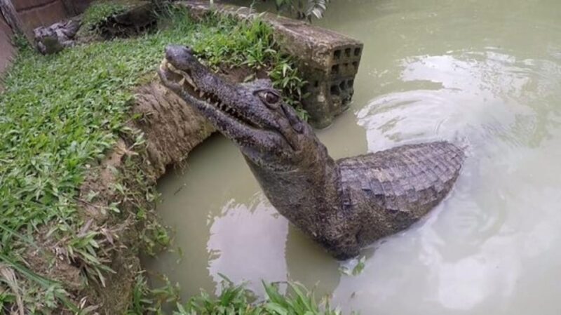 2-Day Excursion to the Magical Amazon - Language and Accessibility
