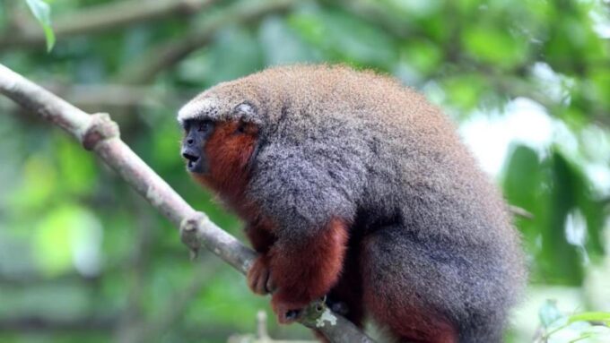 2-Day Excursion to the Magical Amazon - Encounter With Wildlife