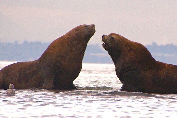 2-Day Fully-Catered Kayak Camping Trip in the San Juan Islands - Camping Gear Included