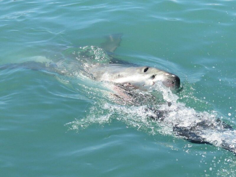 2-Day Garden Route Bungee Jump, Zipline & Shark Diving Tour - Dinner at Knysna Waterfront