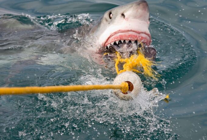 2-Day Garden Route Bungee Jump, Zipline & Shark Diving Tour - Tour Recap