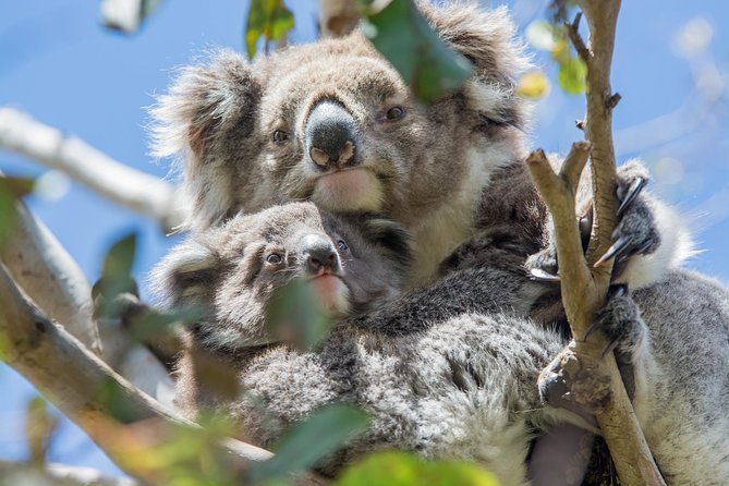 2-Day Great Ocean Road and Grampians Tour Roundtrip From Melbourne - Guided Bush Walking Experience
