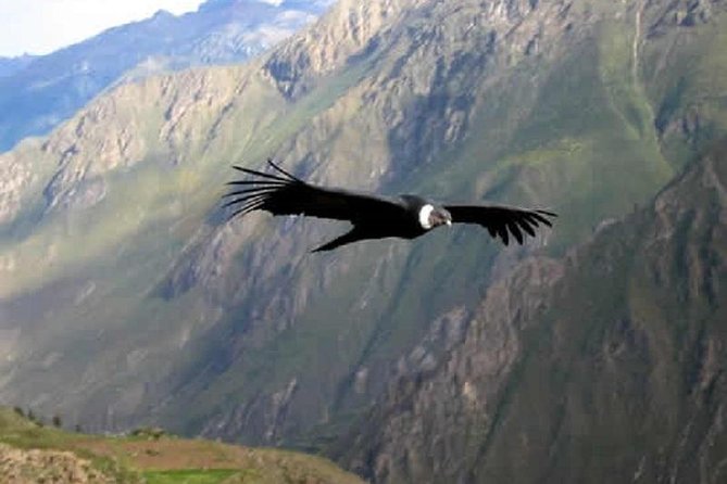 2-Day Group Tour to Colca Canyon From Arequipa - Itinerary Highlights