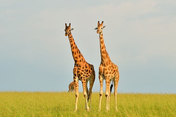 2 Day Guided Murchison Falls And Zziwa Rhino Trekking Safari - Pickup Information