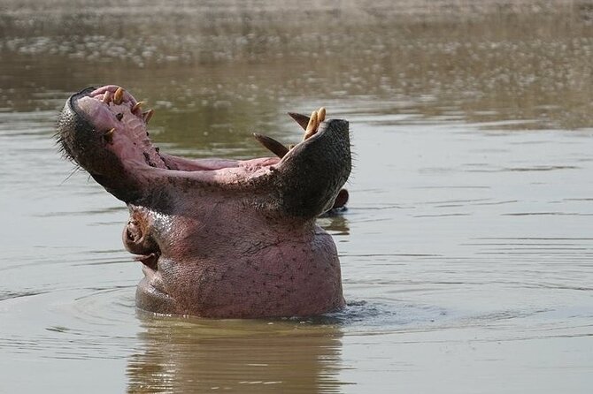 2 Day Guided Murchison Falls And Zziwa Rhino Trekking Safari - Operating Dates and Hours