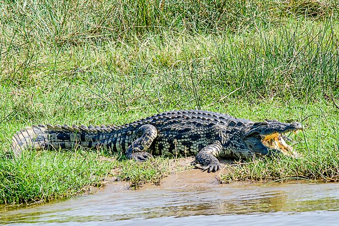 2 Day Guided Murchison Falls And Zziwa Rhino Trekking Safari - Pricing